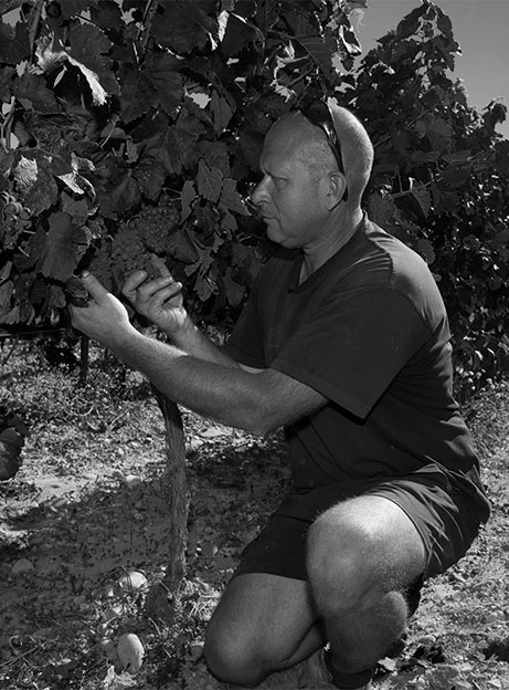 Le vigneron dans ses vignes du domaine Bio Au 7ème Clos à Visan, dans le Vaucluse.